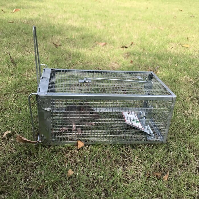 New Cage Trap Live Humane for Squirrel Chipmunk Rat Mice Rodent Animal  Catcher