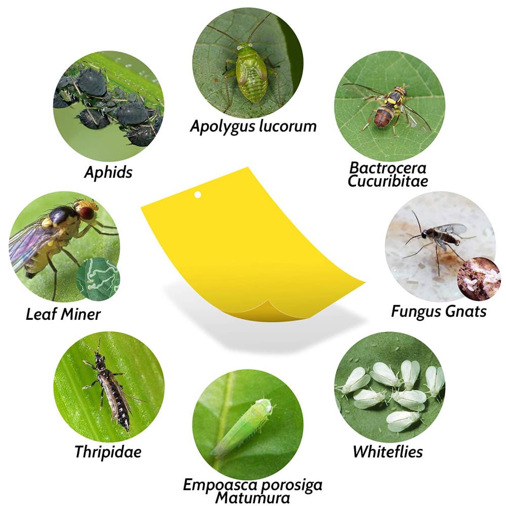 Yellow Sticky Bug Traps Sticky Fruit Fly Gnat Trap Mosquitos